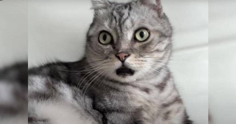 Youtube.com/MeowMadness